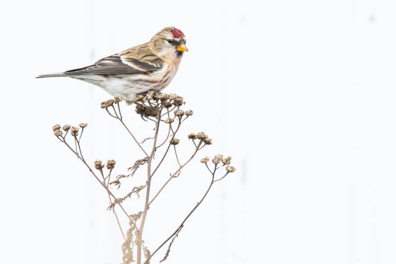 barmsijs-redpoll-carduela-flammea-229-standard.jpg