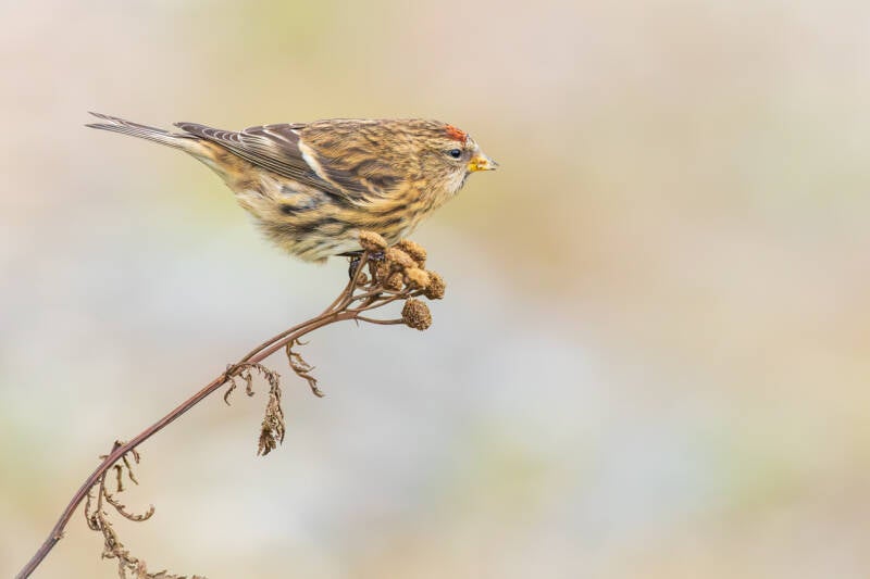 barmsijs-redpoll-carduela-flammea-236-standard.jpg
