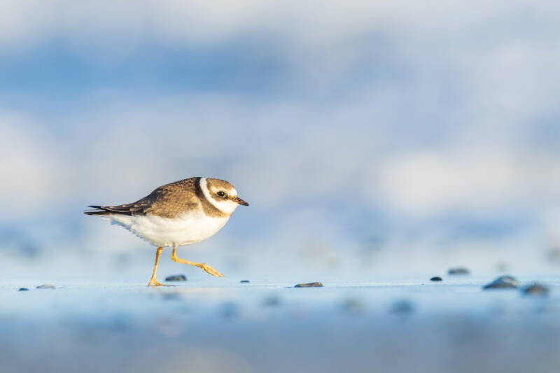 bontbekplevier-common-ringed-plover-charadrius-hiaticula-39-standard.jpg