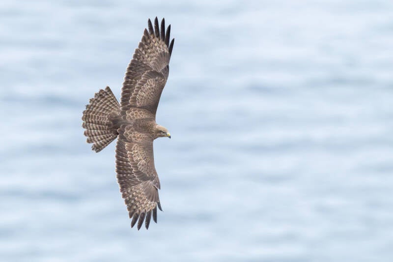buizerd-common-buzzard-buteo-buteo-49-standard-jsgsht.jpg