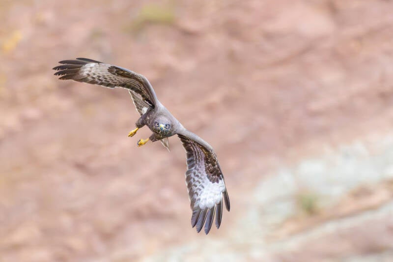 buizerd-common-buzzard-buteo-buteo-81-standard.jpg