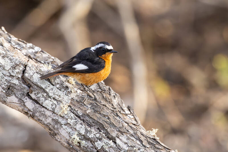 diadeemroodstaart-moussier-s-redstart-phoenicurus-moussieri-4474-enhanced-nr-standard.jpg