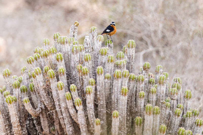 diadeemroodstaart-moussier-s-redstart-phoenicurus-moussieri-4561-standard.jpg