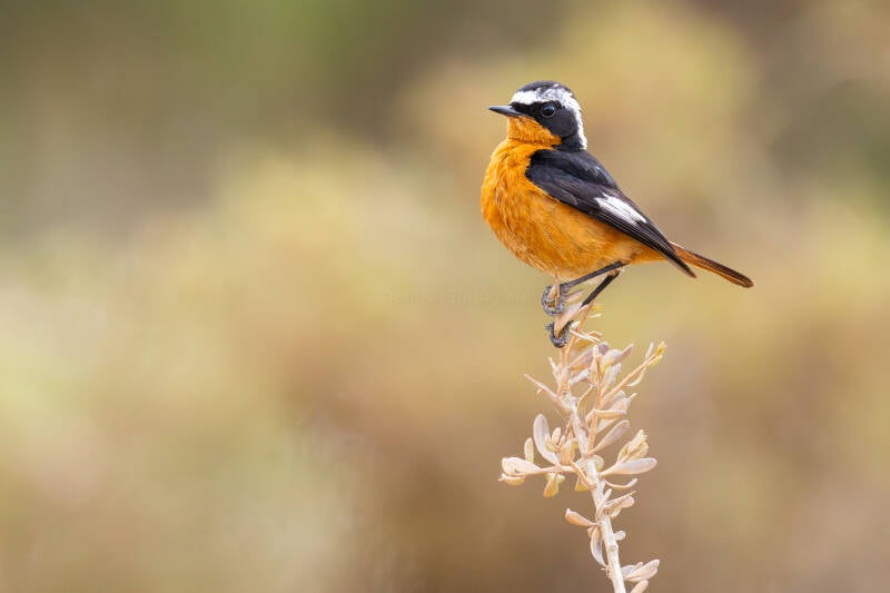 diadeemroodstaart-moussier-s-redstart-phoenicurus-moussieri-4729-enhanced-nr-standard.jpg