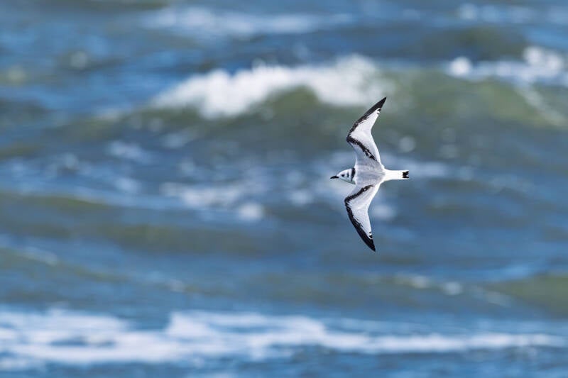 drieteenmeeuw-black-legged-kittiwake-rissa-tridactyla-27-standard-26wr7j.jpg
