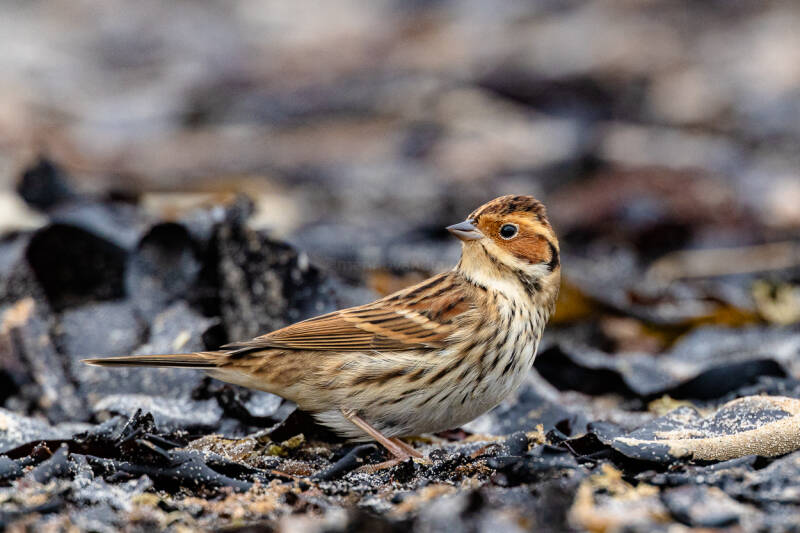 dwerggors-little-bunting-emberiza-pusilla-4876-standard.jpg