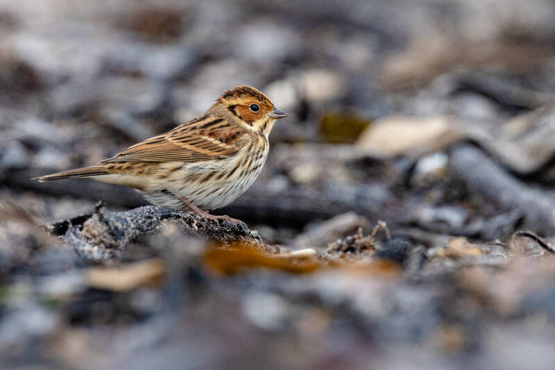 dwerggors-little-bunting-emberiza-pusilla-4987-standard.jpg
