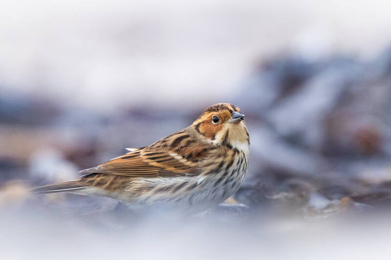 dwerggors-little-bunting-emberiza-pusilla-5506-standard.jpg