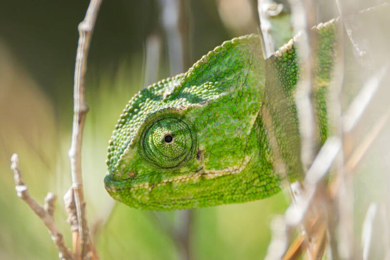 europese-kameleon-mediterranean-chameleon-chameleo-chameleo-8516-standard-t7zhsw.jpg