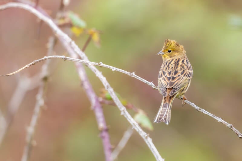 geelgors-yellowhammer-emberiza-citrinella-50-standard.jpg