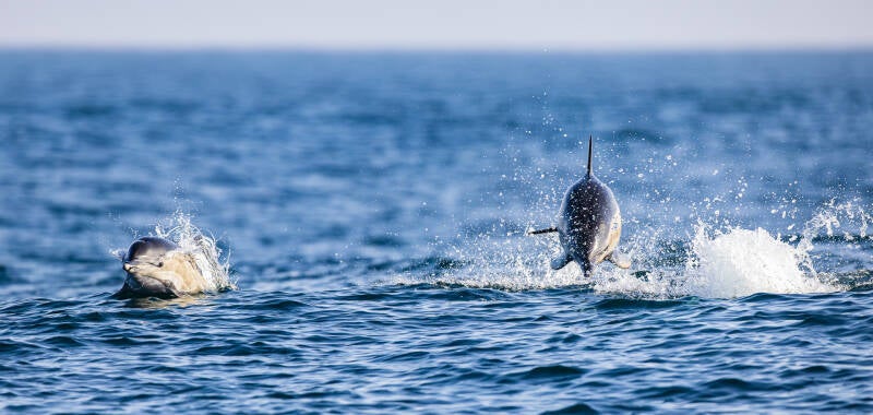 gewone-dolfijn-short-beaked-common-dolphin-delphinus-delphis-7729-standard.jpg