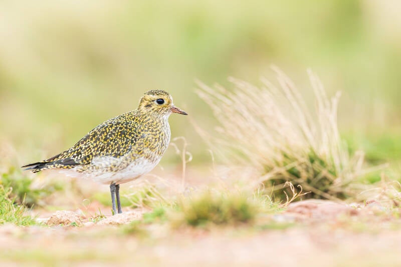 goudplevier-european-golden-plover-pluvialis-apricaria-43-standard.jpg