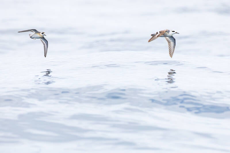 grauwe-franjepoot-red-necked-phalarope-phalaropus-lobatus-1657-standard.jpg