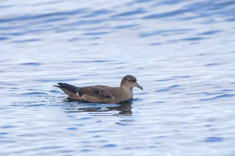 grauwe-pijlstormvogel-sooty-shearwater-puffinus-griseus-7060-standard.jpg