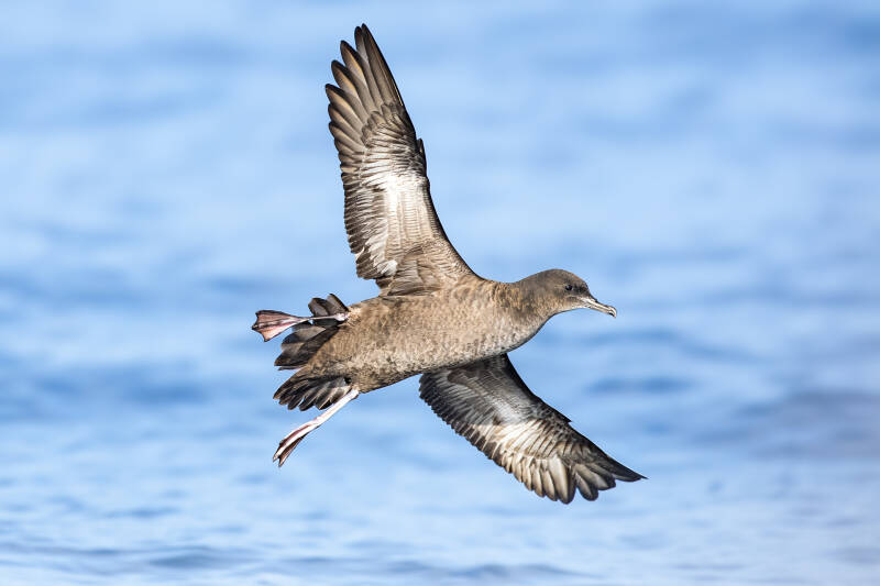 grauwe-pijlstormvogel-sooty-shearwater-puffinus-griseus-7403-standard.jpg