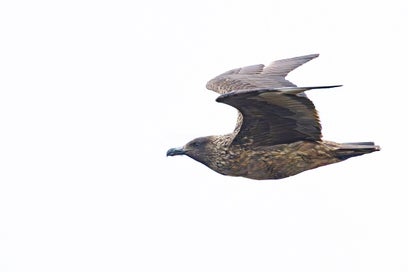 grote-jager-great-skua-stercorarius-skua-0544-enhanced-nr-standard.jpg