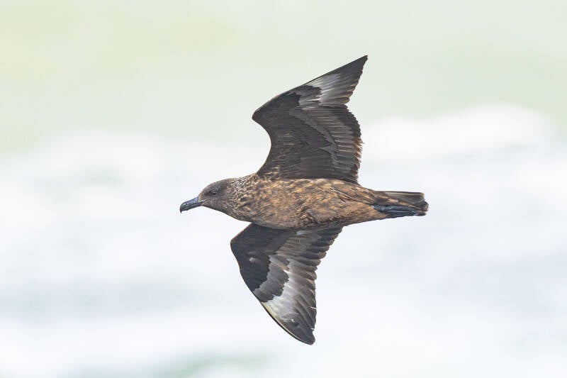grote-jager-great-skua-stercorarius-skua-1084-standard.jpg