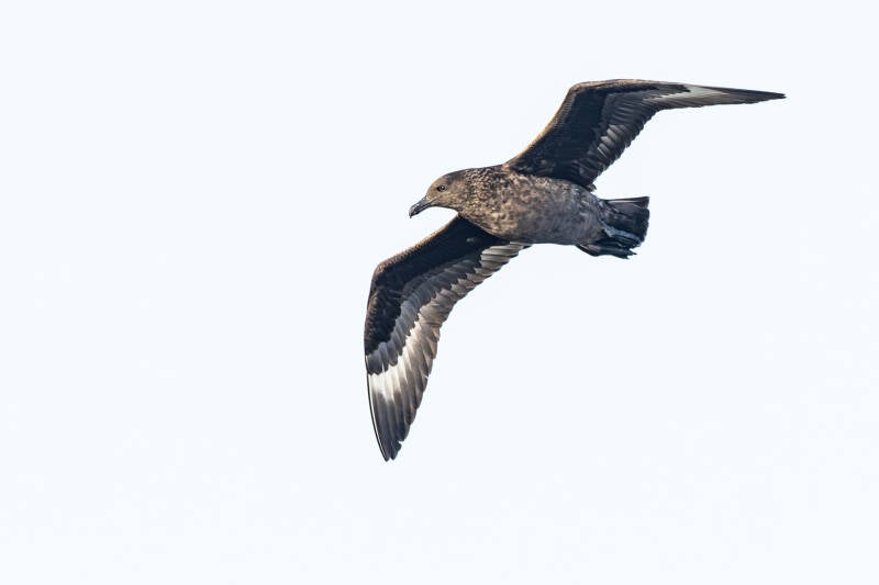 grote-jager-great-skua-stercorarius-skua-6602-standard.jpg