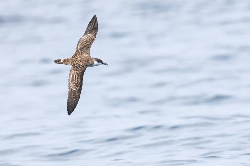 grote-pijlstormvogel-great-shearwater-puffinus-gravis-9308-standard.jpg