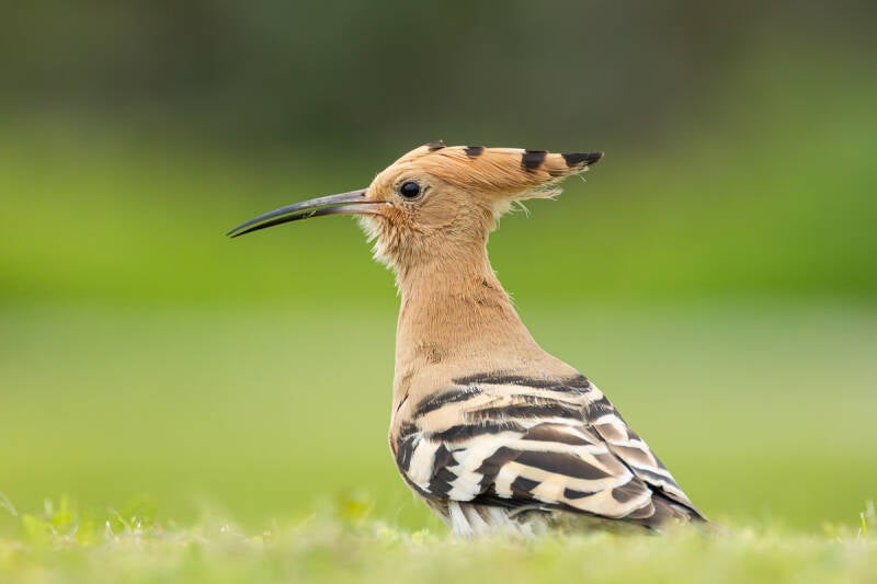 hop-eurasian-hoopoe-upupa-epops-5022-standard-vayja2.jpg