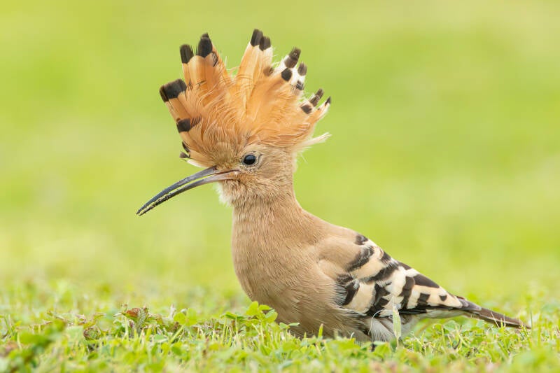 hop-eurasian-hoopoe-upupa-epops-5159-standard-7lnazj.jpg