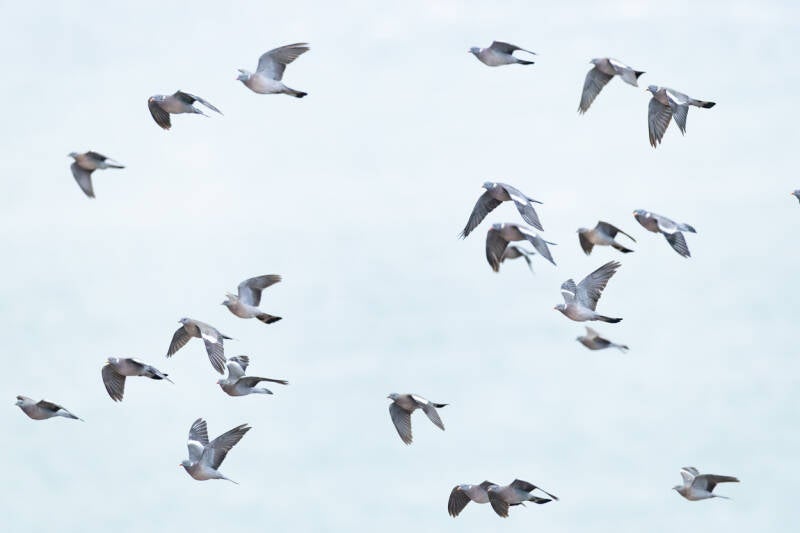 houtduif-common-wood-pigeon-columba-palumbus-220-standard.jpg