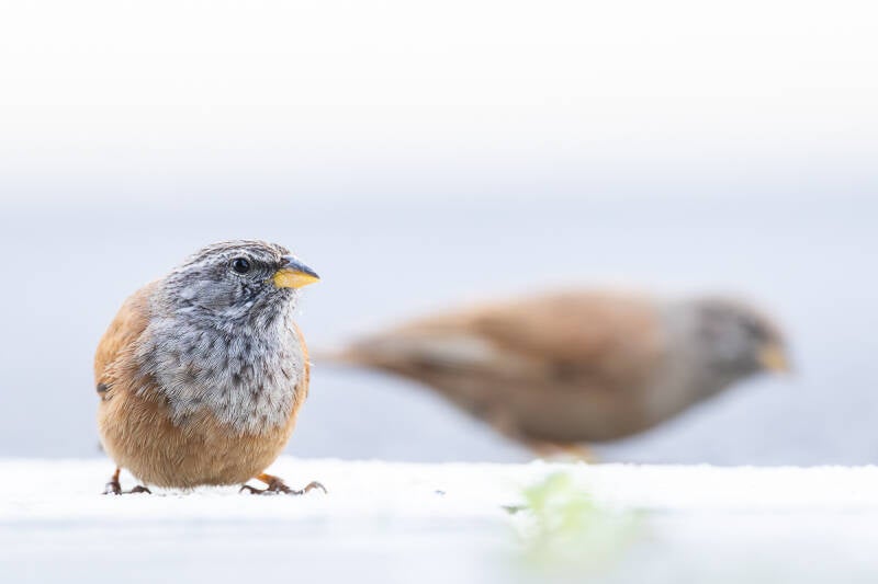 huisgors-house-bunting-emberiza-sahari-2126-standard.jpg