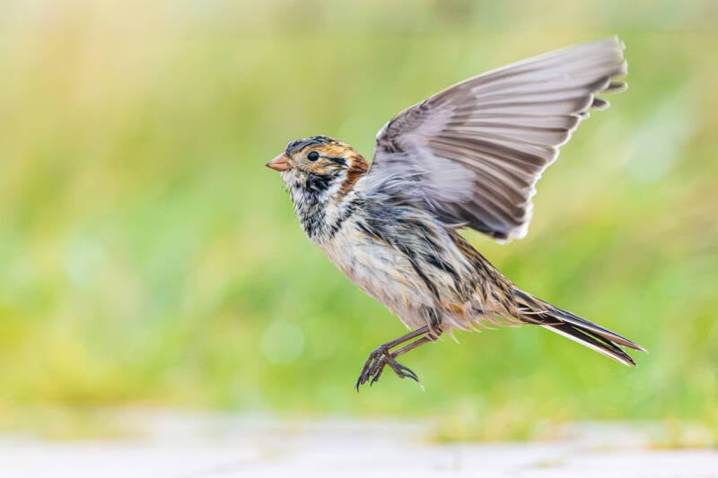 ijsgors-lapland-longspur-calcarius-lapponicus-standard-11qd05.jpg