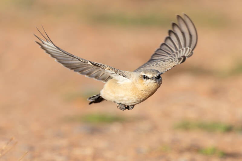 izabeltapuit-isabelline-wheatear-oenanthe-isabellina-52-standard-38gbnf.jpg