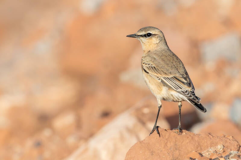 izabeltapuit-isabelline-wheatear-oenanthe-isabellina-76-standard-66c0mi.jpg