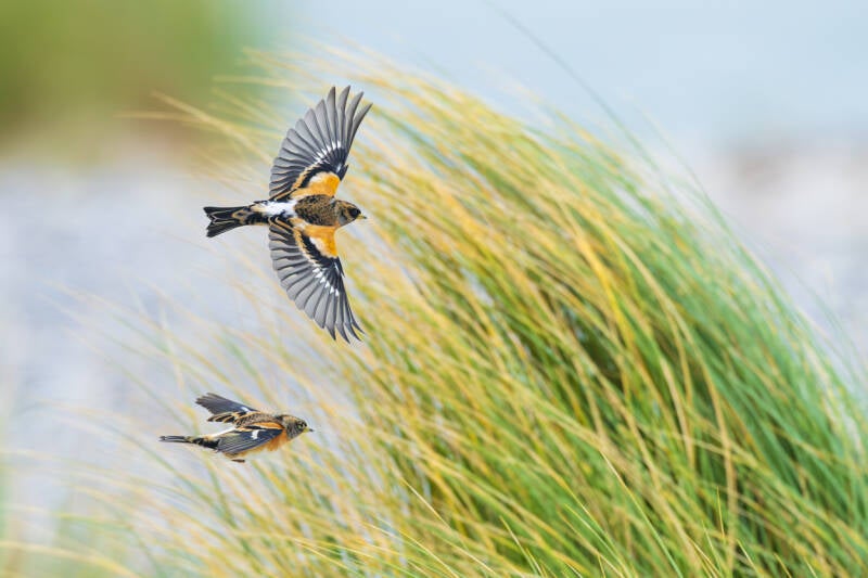 keep-brambling-fringilla-montifringilla-121-standard.jpg