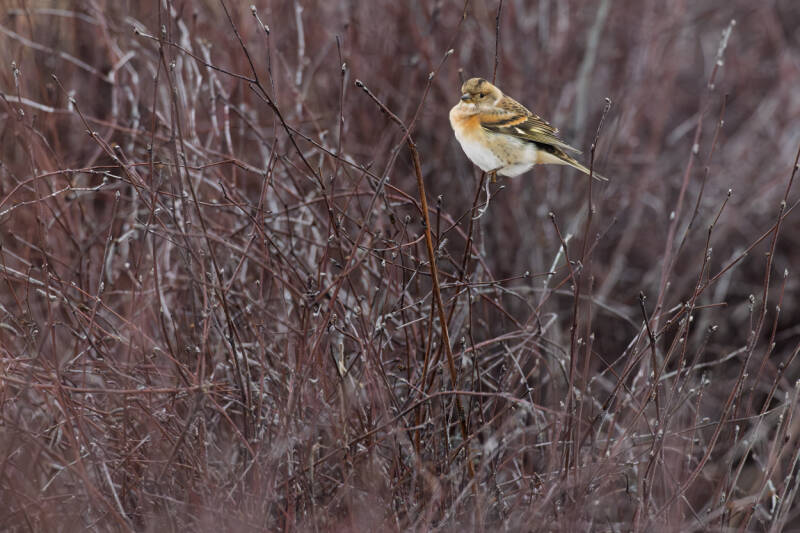 keep-brambling-fringilla-montifringilla-129-standard.jpg