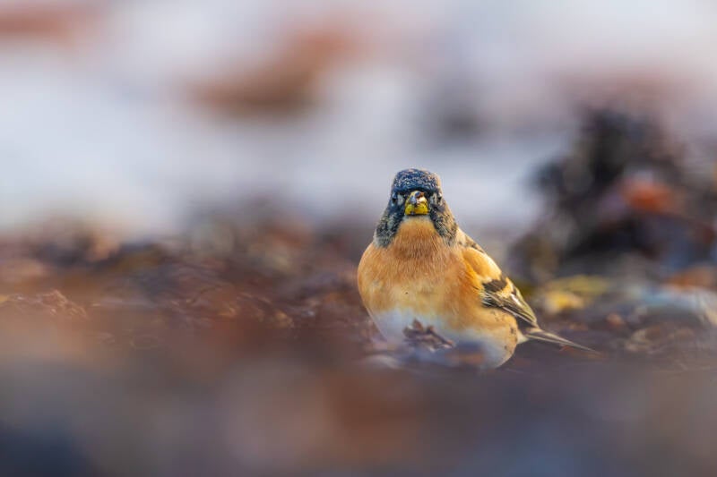 keep-brambling-fringilla-montifringilla-158-standard.jpg