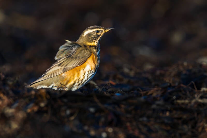 koperwiek-redwing-turdus-iliacus-44-standard.jpg