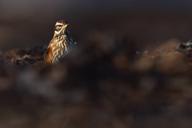 koperwiek-redwing-turdus-iliacus-86-standard.jpg