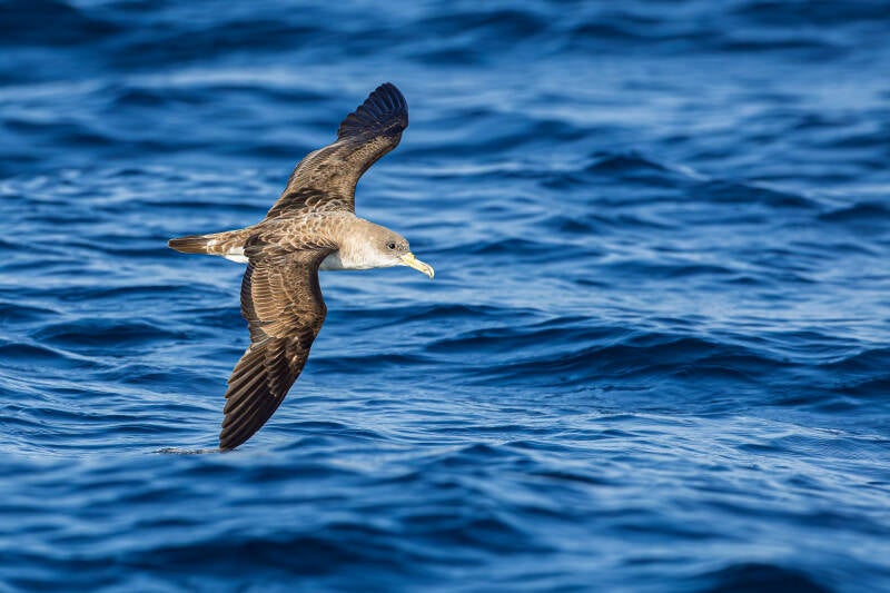 kuhls-pijlstormvogel-cory-s-shearwater-calonectris-borealis-7691-standard.jpg