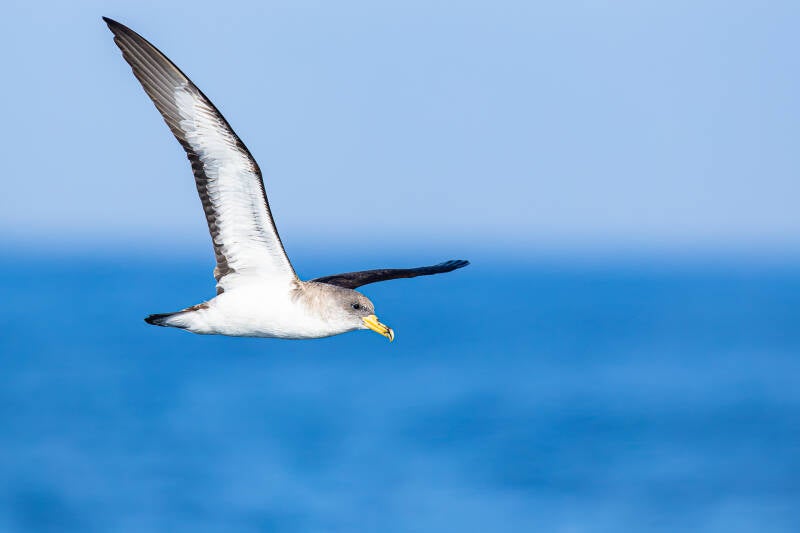 kuhls-pijlstormvogel-cory-s-shearwater-calonectris-borealis-7798-standard.jpg