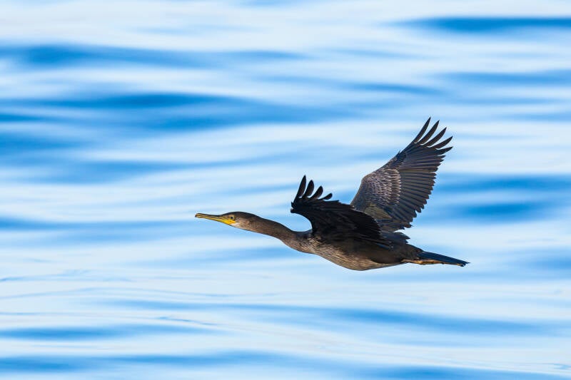kuifaalscholver-european-shag-phalacrocorax-aristotelis-4734-standard.jpg