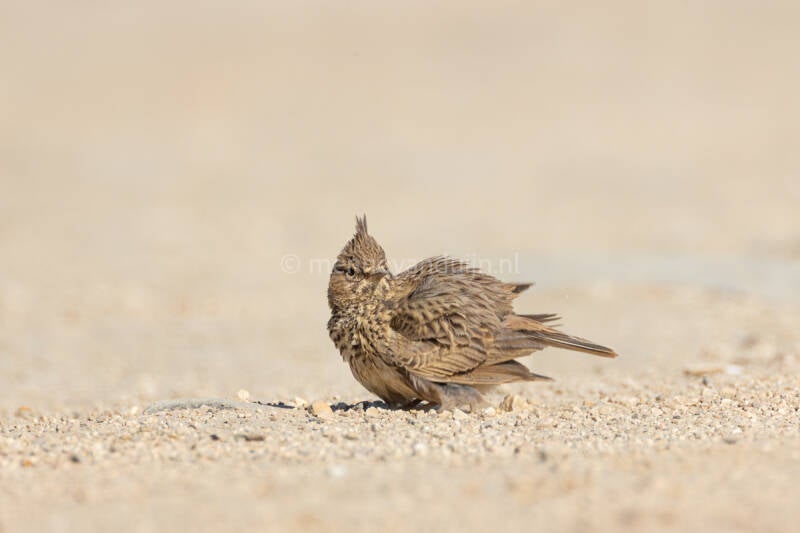 kuifleeuwerik-crested-lark-galerida-cristata-5475-standard.jpg