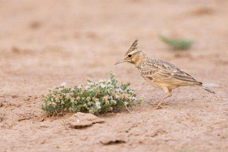 langsnavelleeuwerik-maghreb-lark-galerida-macrorhyncha-8360-standard.jpg