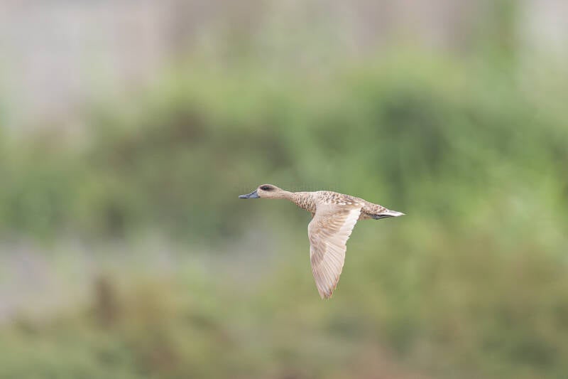 marmereend-marbled-teal-marmaronetta-angustirostris-4875-enhanced-nr-standard.jpg