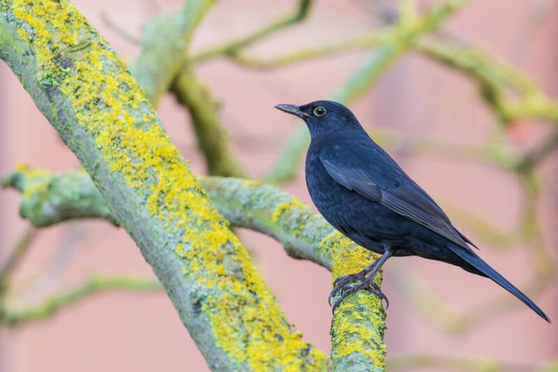 merel-eurasian-blackbird-turdus-merula-standard.jpg