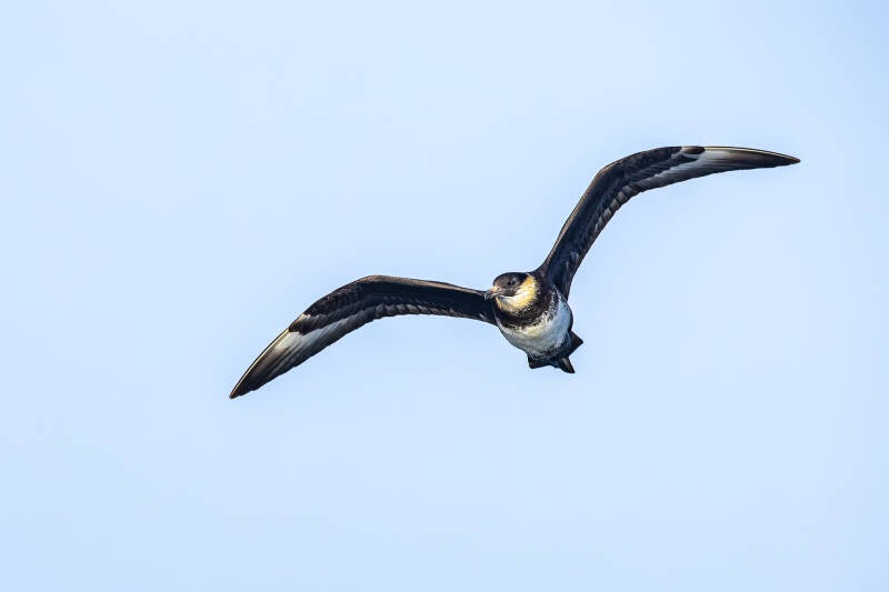 middelste-jager-pomarine-jaeger-stercorarius-pomarinus-8323-standard.jpg