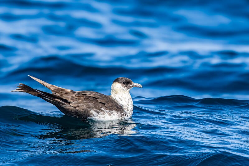 middelste-jager-pomarine-skua-stercorarius-pomarinus-1398-standard.jpg