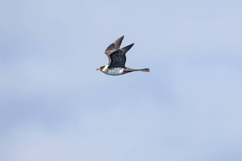 middelste-jager-pomarine-skua-stercorarius-pomarinus-8822-standard.jpg