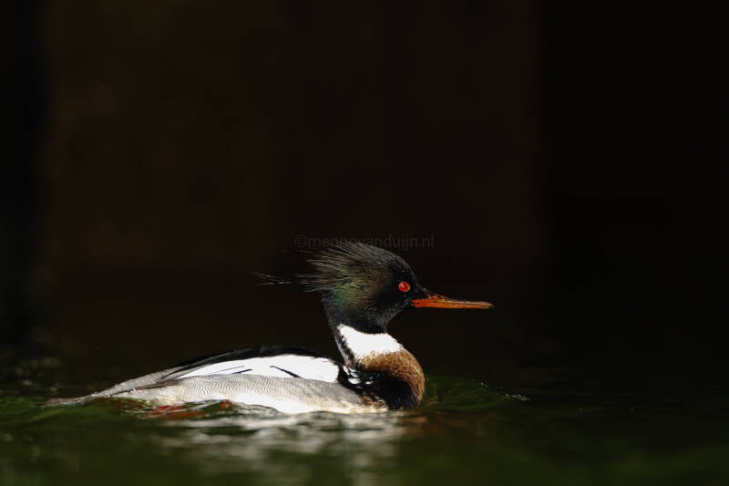 middelste-zaagbek-red-breasted-merganser-mergus-serrator-7760-standard.jpg