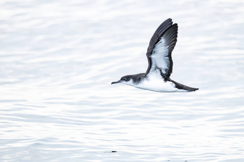 noordse-pijlstormvogel-manx-shearwater-puffinus-puffinus-5919-2-standard.jpg