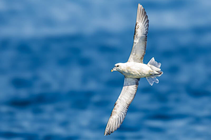 northern-fulmar-noordse-stormvogel-fulmarus-glacialis-8690-standard.jpg