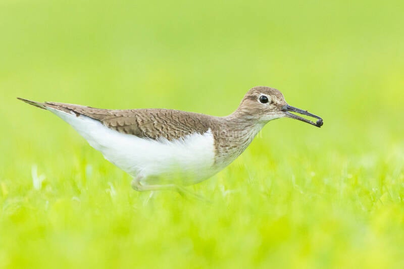 oeverloper-common-sandpiper-actitis-hypoleucos-4805-standard.jpg