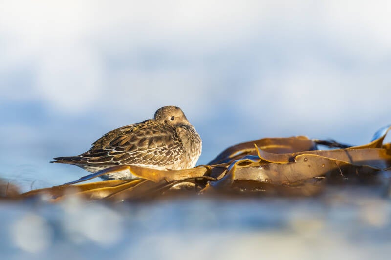 paarse-strandloper-purple-sandpiper-calidris-maritima-64-standard.jpg